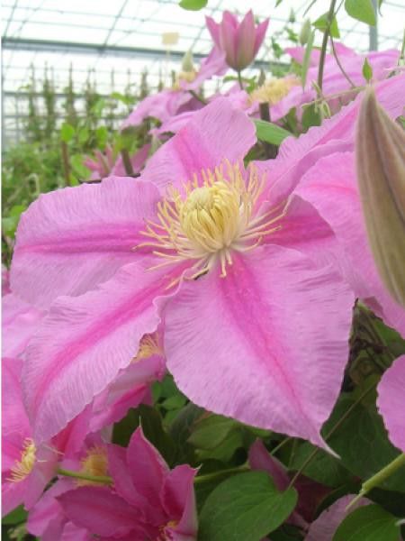 Clématite Abilene™ 'evipo027'