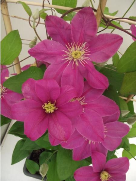 Clématite 'Alice Fisk'