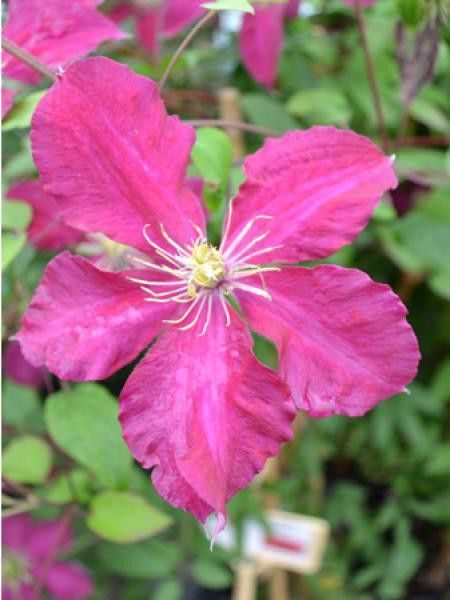 Clématite Alita™ 'evipo070'