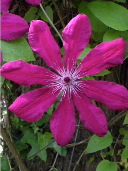 Clématite 'Allanah'