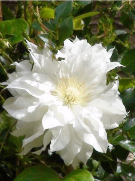 Clématite Arctic Queen™ 'evitwo'