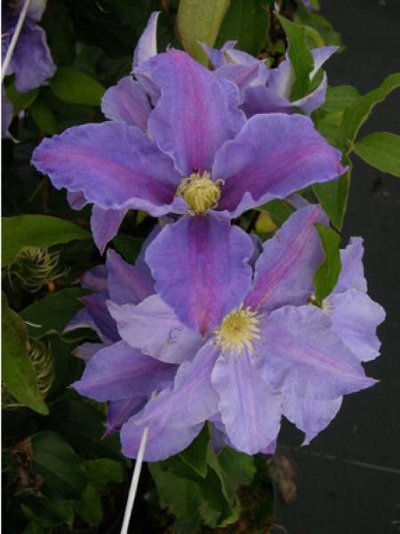Clématite 'Beata'