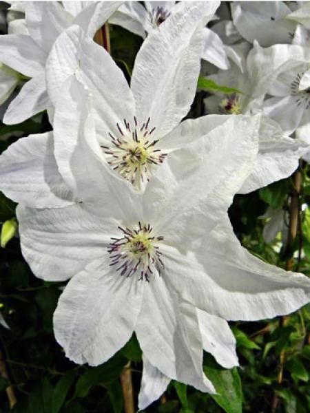 Clématite 'Beautiful Bride'®