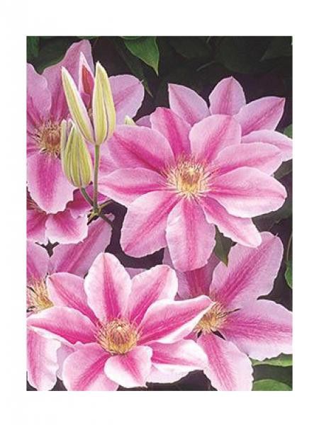 Clématite 'Bee's Jubilée'