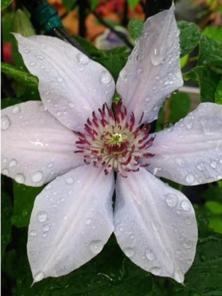 Clématite 'Bernardine'™ 'Evipo061'