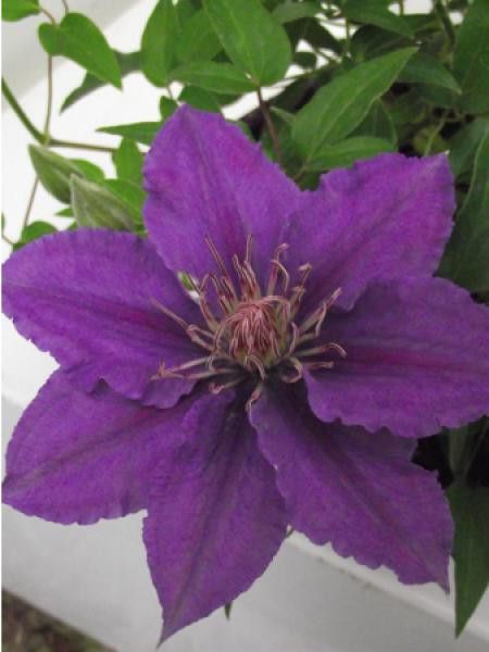 Clématite Bijou™ 'evipo030'