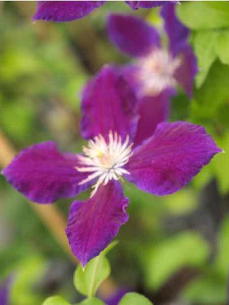 Clématite 'Black tea'