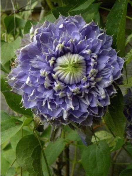 Clématite 'Blue Light®'