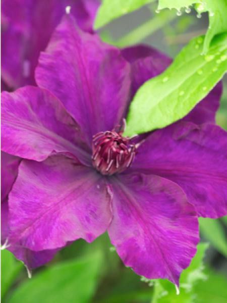 Clématite 'Burma Star®'