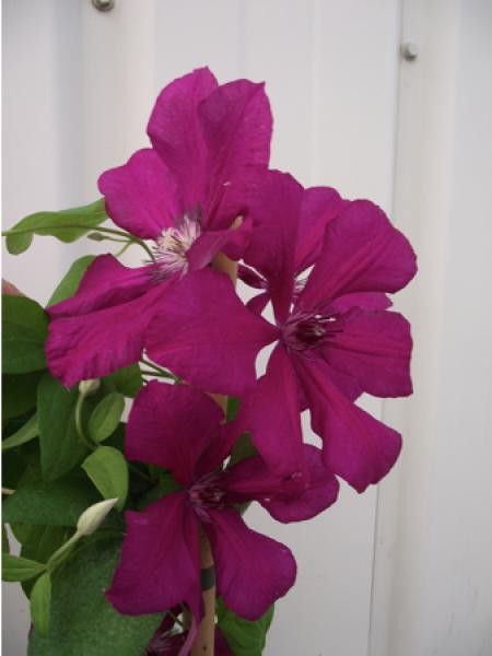 Clématite 'Cardinal Wysinski'