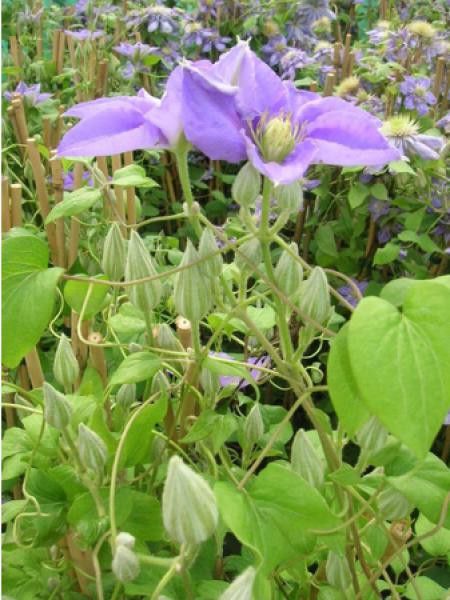 Clématite 'Cezanne™'