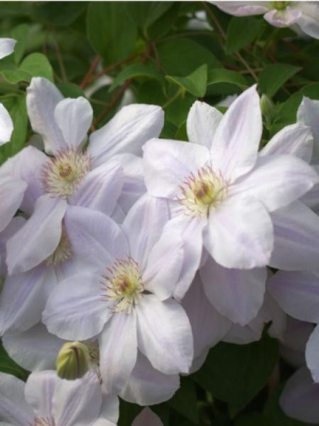 Clématite 'Chantilly™'