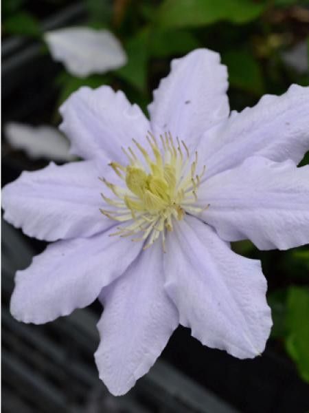 Clématite 'Chelsea™'