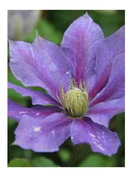 Clématite 'Chevalier™'