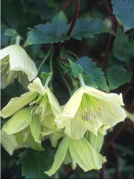 Clématite cireuse 'Ourika Valley'