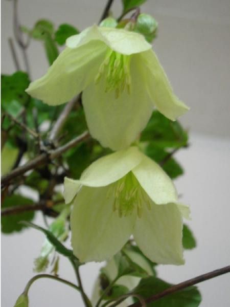 Clématite cireuse 'Wisley Cream'