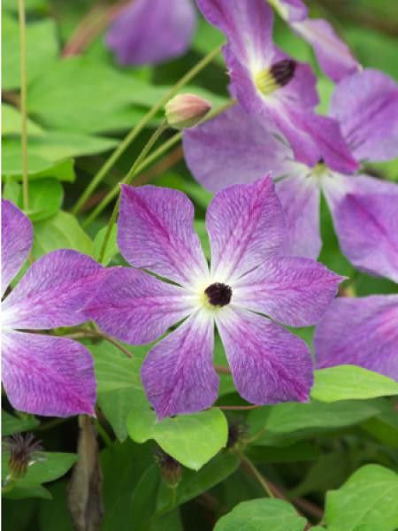 Clématite 'Cloudburst®'