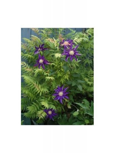 Clématite 'Couronne Royale'