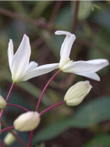 Clématite d'Armand 'Enham Star'
