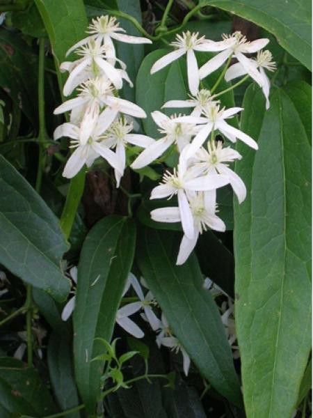 Clématite d'Armand 'Little White Charm'