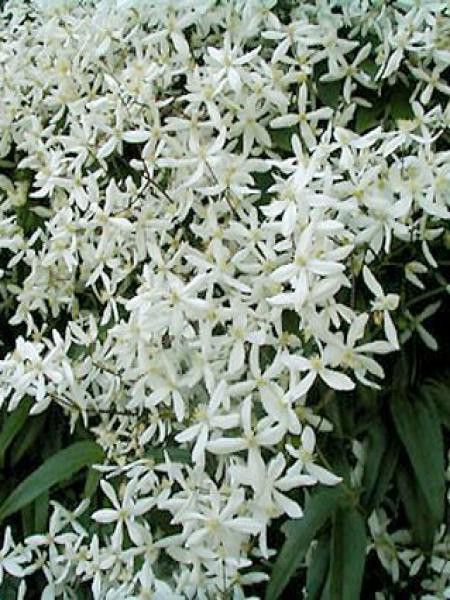 Clématite d'Armand 'Snowdrift'