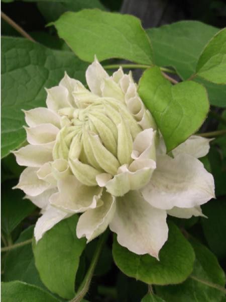 Clématite 'Dancing dorien®'