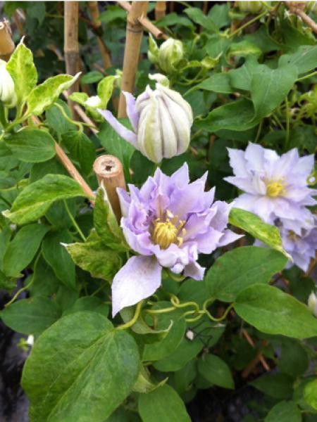 Clématite 'Dancing King®'