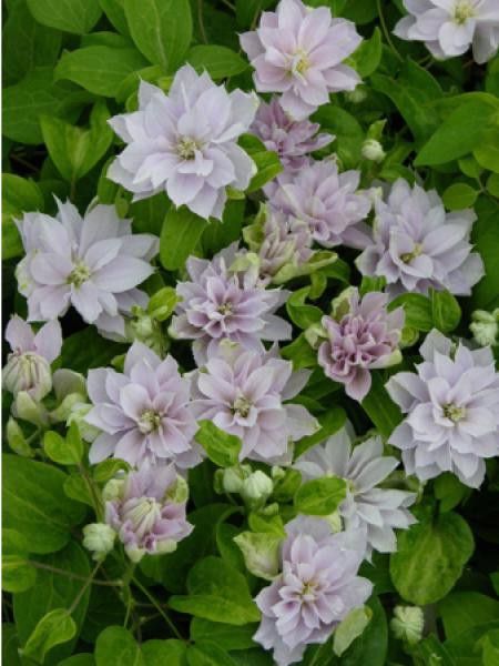 Clématite 'Dancing Queen®'