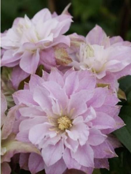 Clématite 'Dancing Smile®'