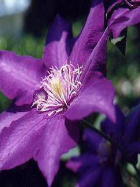 Clématite 'Daniel Deronda'