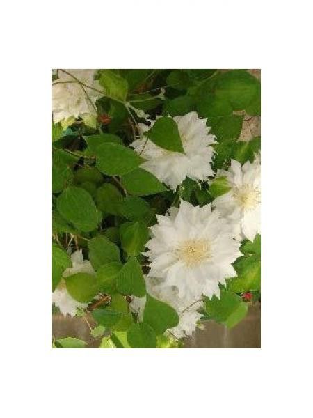 Clématite 'Delphine®'