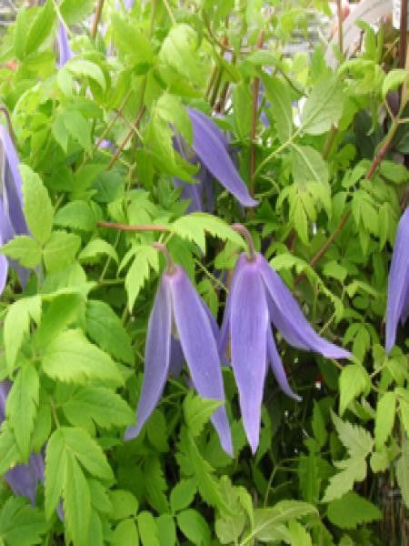 Clématite des Alpes 'Blue Dancer'