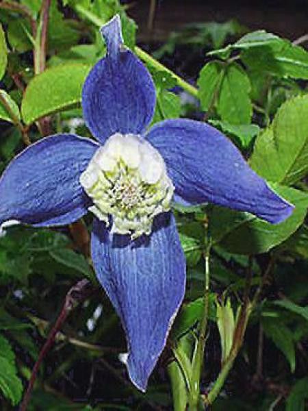 Clématite des Alpes 'Frances Rivis'