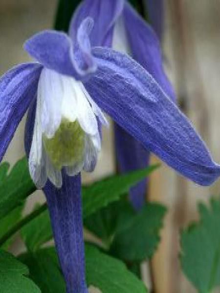 Clématite des Alpes 'Frankie'