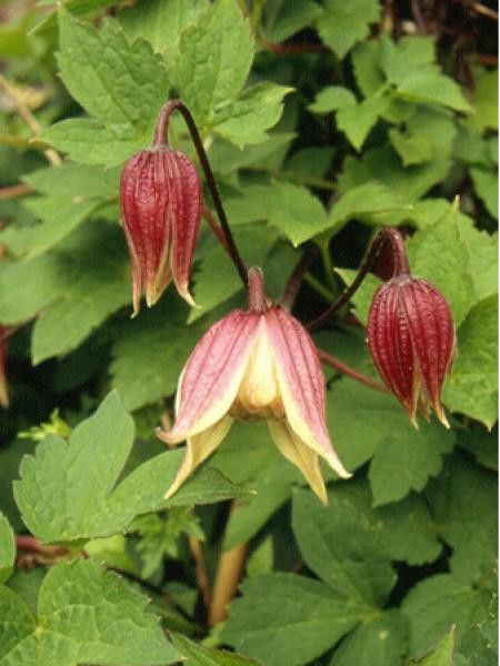 Clématite des Alpes I Am Red Robin® 'Zorero'