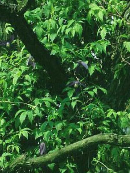 Clématite des Alpes 'Pamela Jackman'