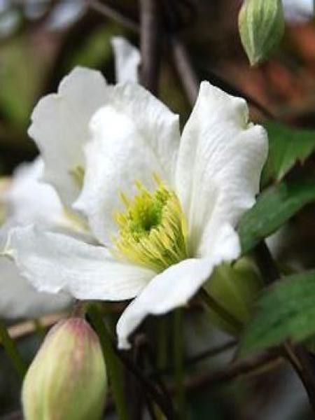 Clématite des montagnes 'Alba'