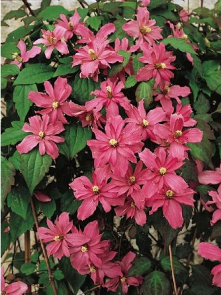 Clématite des montagnes 'Broughton Star'