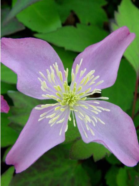 Clématite des montagnes 'Crinkle®'