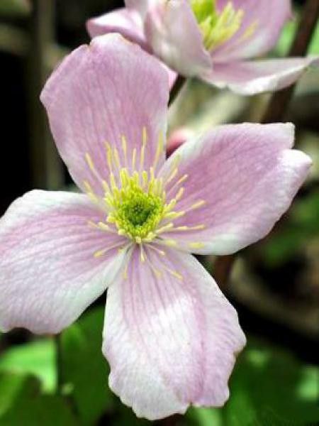 Clématite des montagnes 'Fragrant Spring'