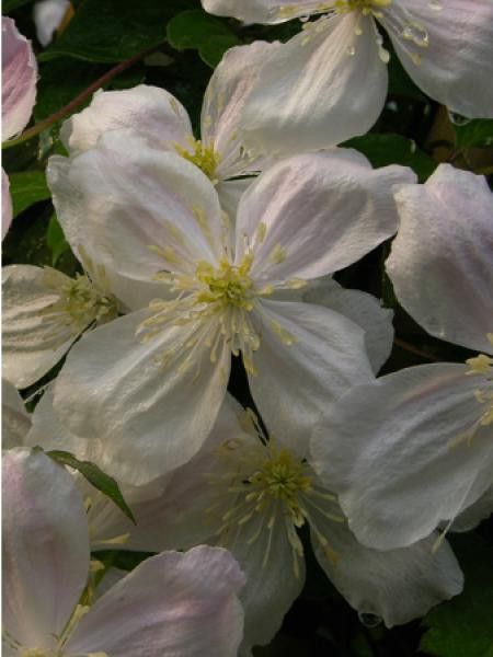 Clématite des montagnes 'Giant Star® 'gistar' '
