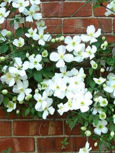 Clématite des montagnes'Grandiflora'