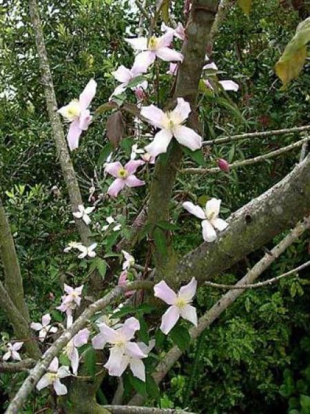 Clématite des montagnes'Marjorie'