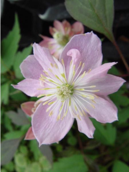 Clématite des montagnes 'Pink Starlight®'