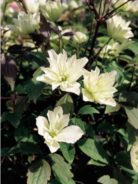 Clématite des montagnes 'Primrose Star®'