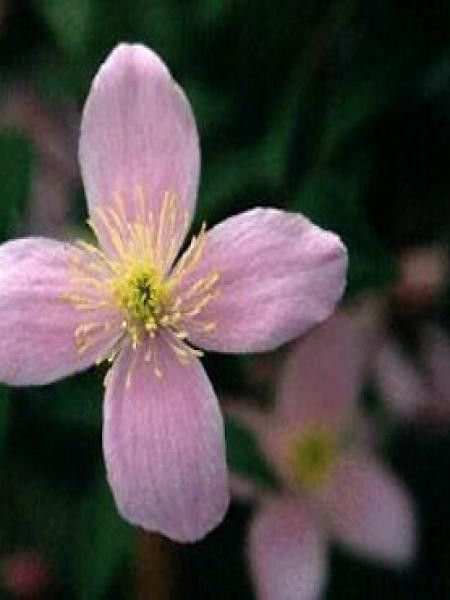 Clématite des montagnes 'Rubens'