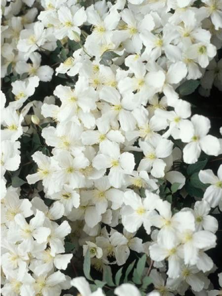 Clématite des montagnes 'Spooneri'