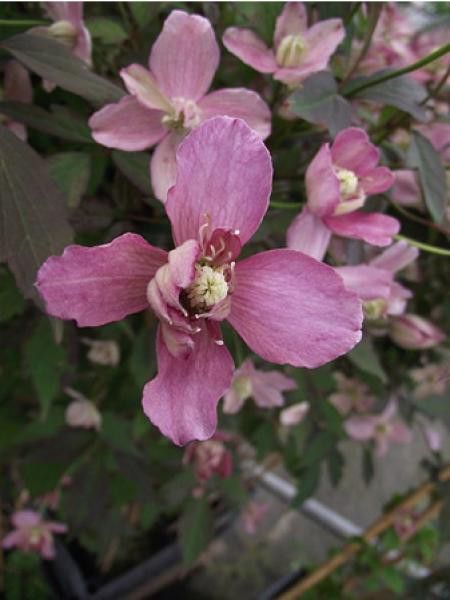 Clématite des montagnes 'Sunrise'®