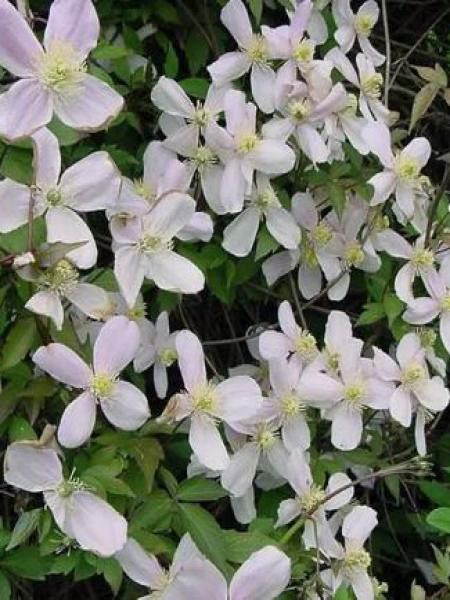 Clématite des montagnes 'Superba'