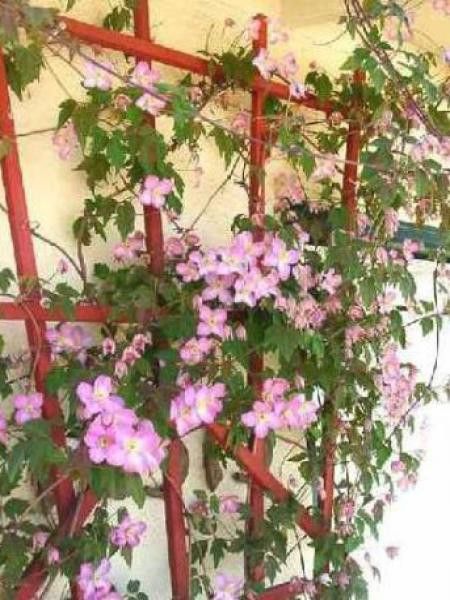 Clématite des montagnes 'Tetrarose'